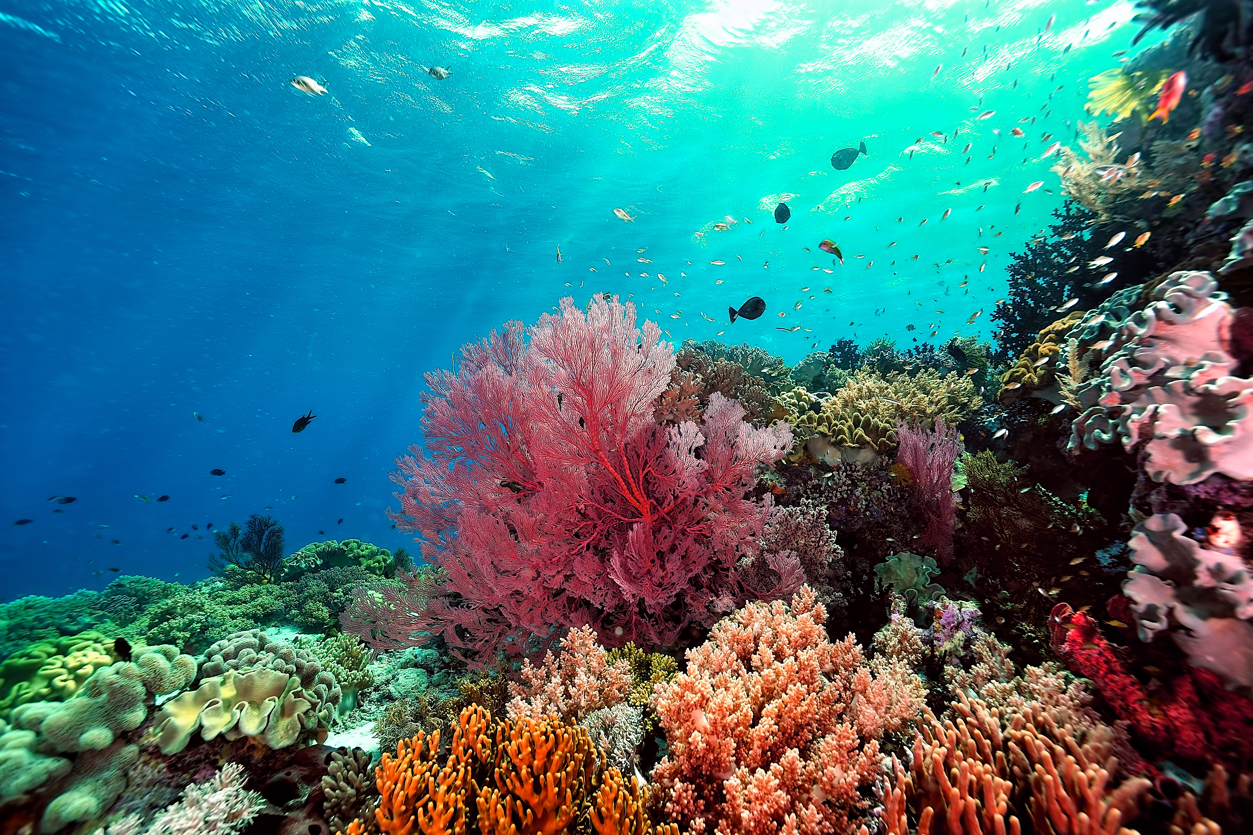 coral reef