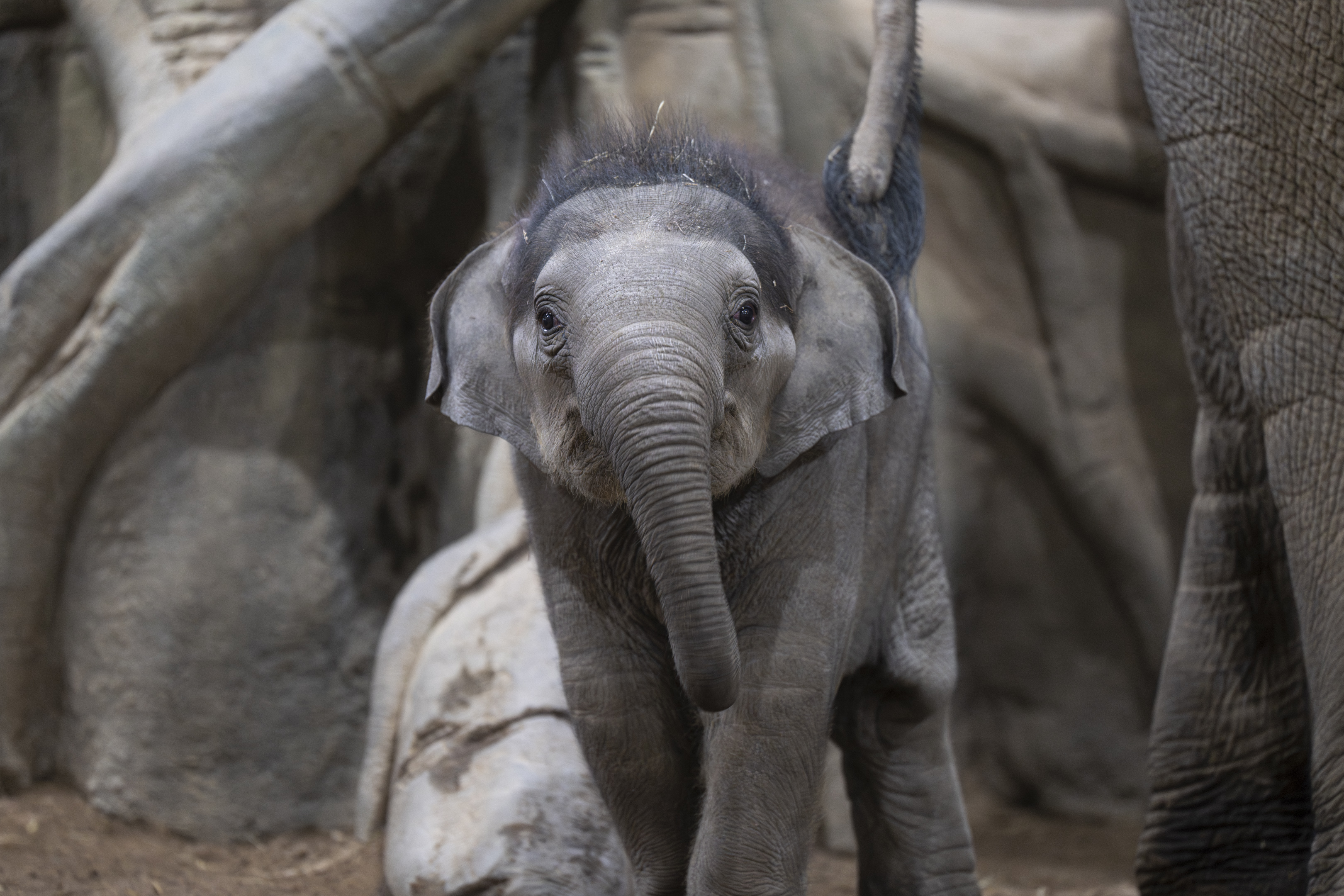 elephant looking towards camera
